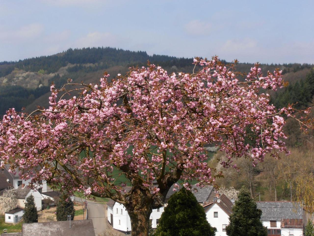 Ferienwohnung-In-Schoenster-Lage Baar (Rhineland-Palatinate) Exterior foto